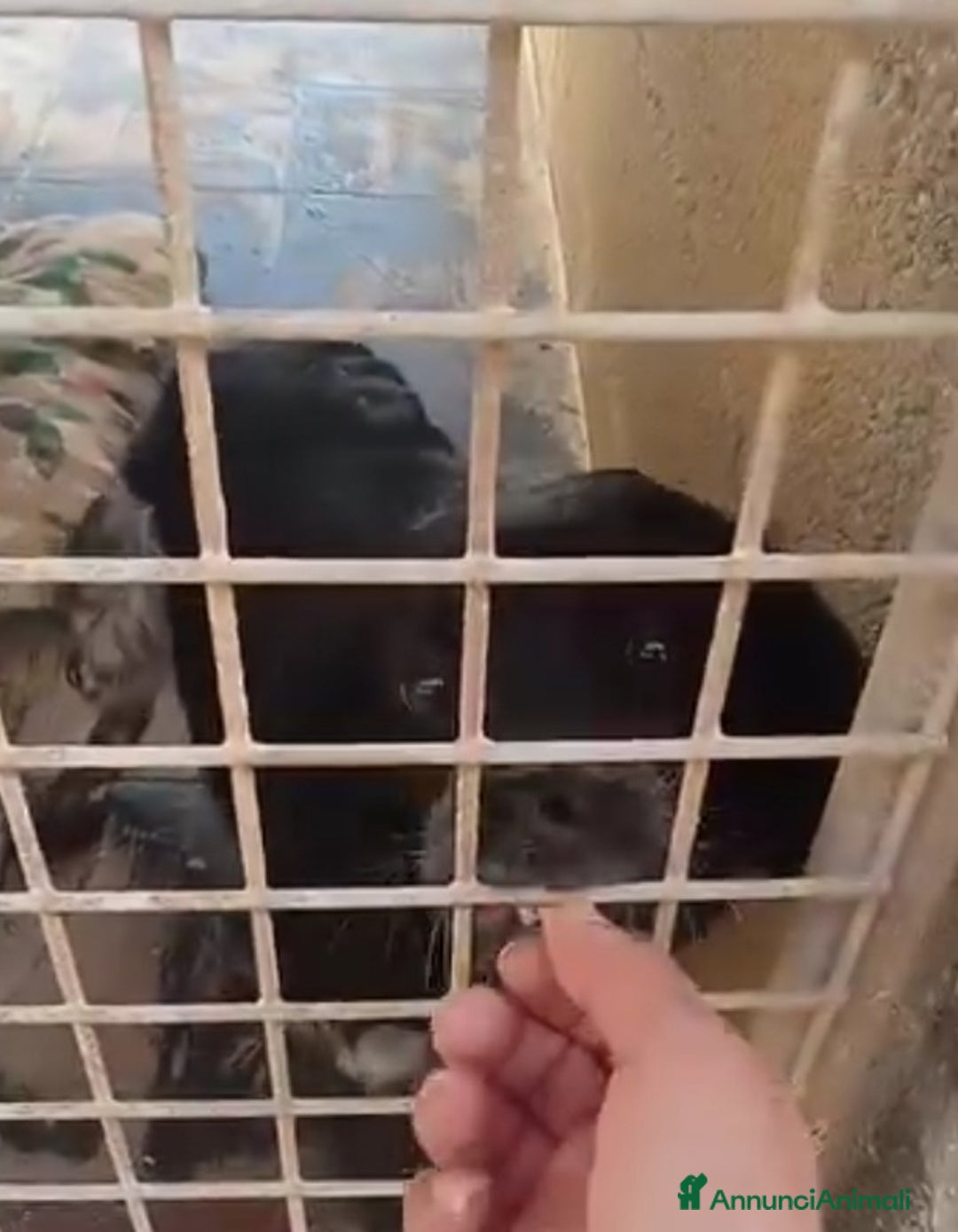 Breton cani in regalo: Breton 2anni finito in canile a Marzo.. PUGLIA SOS a Città metropolitana di Milano - Annuncio 3