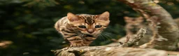 Bengala gatti in vendita: Cuccioli gattini bengale pronti - Annuncio 6
