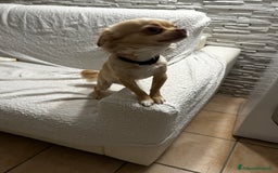 Chihuahua cani in vendita: Chihuahua maschio pelo lungo a Provincia di Gorizia - Immagine 5