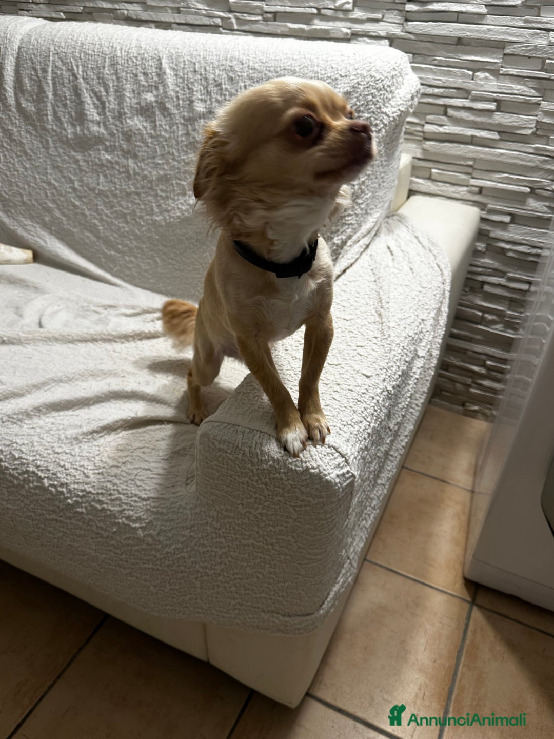 Chihuahua cani in vendita: Chihuahua maschio pelo lungo a Provincia di Gorizia - Immagine 5