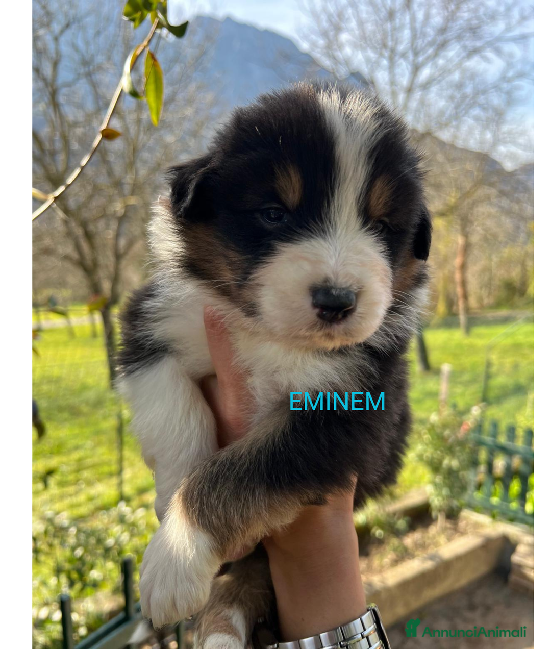 Australian Shepherd cani in vendita: MERAVIGLIOSI CUCCIOLI DI AUSTRALIAN SHEPHERD - Annuncio 5