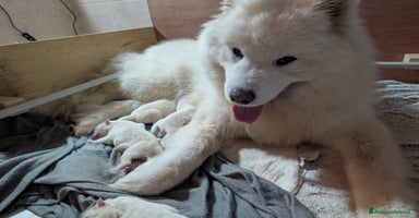 Samoiedo cani a Provincia di Padova - Annuncio 13