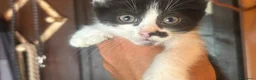 Meticcio gatti in regalo: Elide, Michelino e Rudy - gattini cercano casa - Annuncio 3