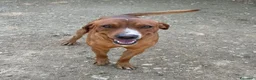 Meticcio cani in regalo: IL SIMPATICO E BELLISSIMO CORFU' - Annuncio 4