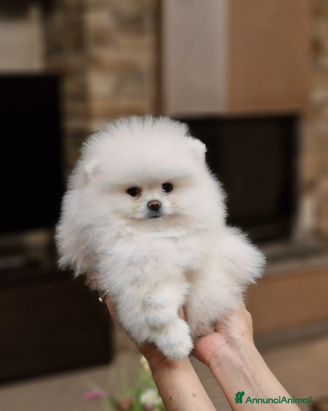 Spitz cani in vendita: Spitz di Pomerania / Volpino tedesco nano - Annuncio 8