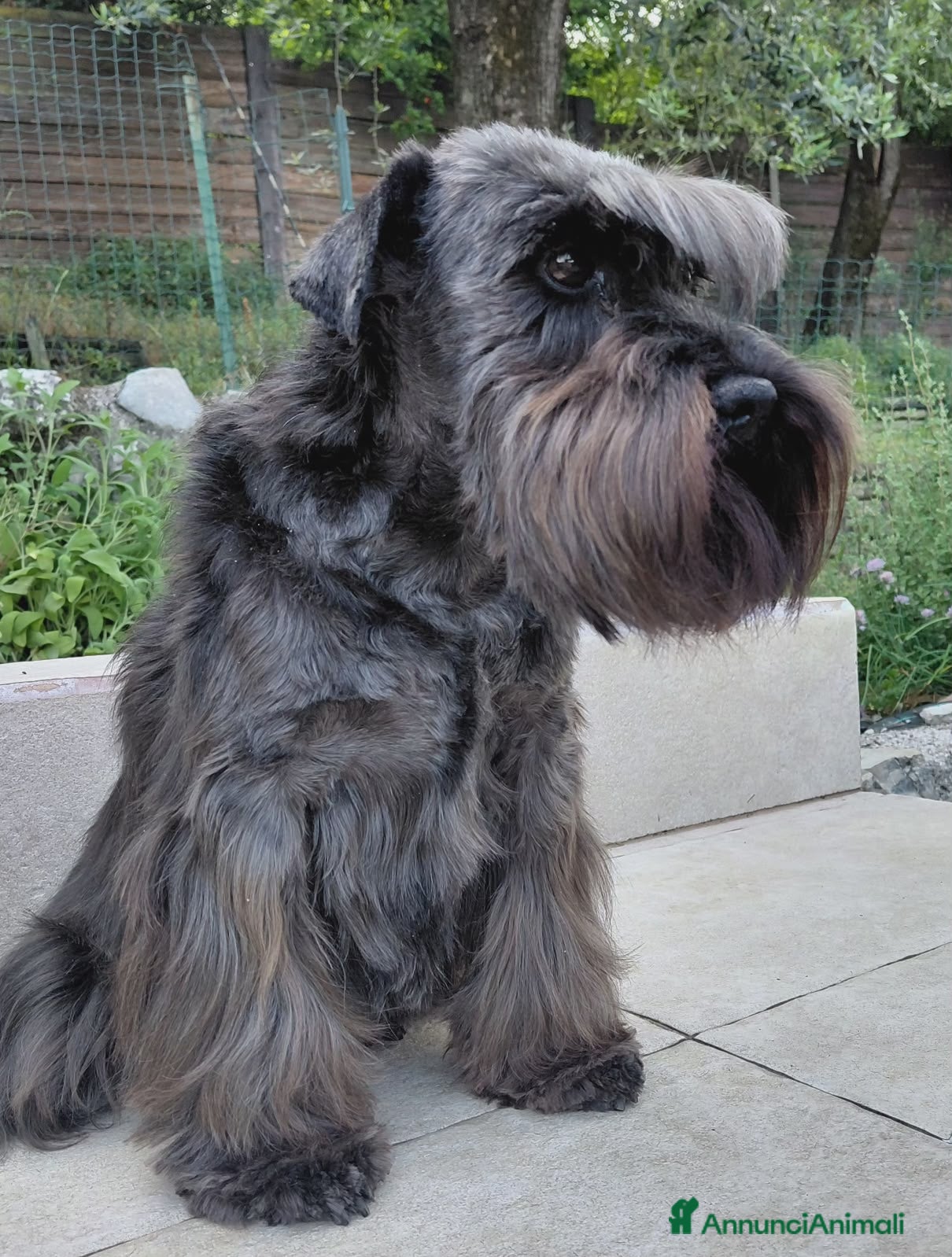 Mini Schnauzer cani Schnauzer nano femmina adulta (pensione) - Annuncio 3