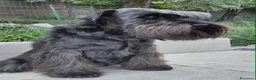 Mini Schnauzer cani in regalo: Schnauzer nano femmina adulta (pensione) - Annuncio 1