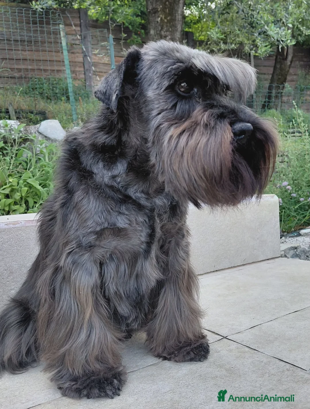 Mini Schnauzer cani in regalo: Schnauzer nano femmina adulta (pensione) - Annuncio 1