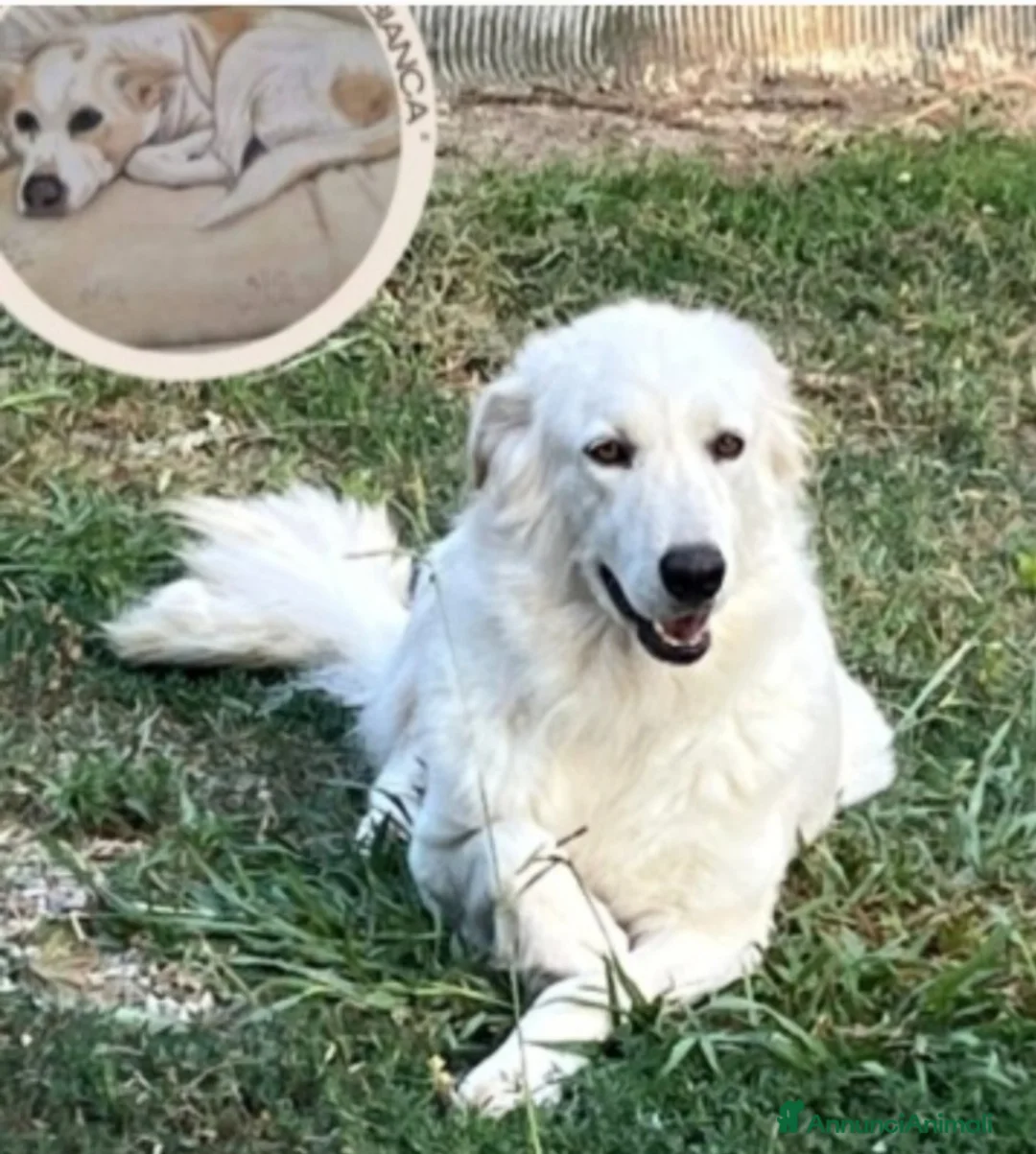 Meticcio cani in regalo: Mix Maremmana 2anni occhi ambra,in box da cucciola - Annuncio 2