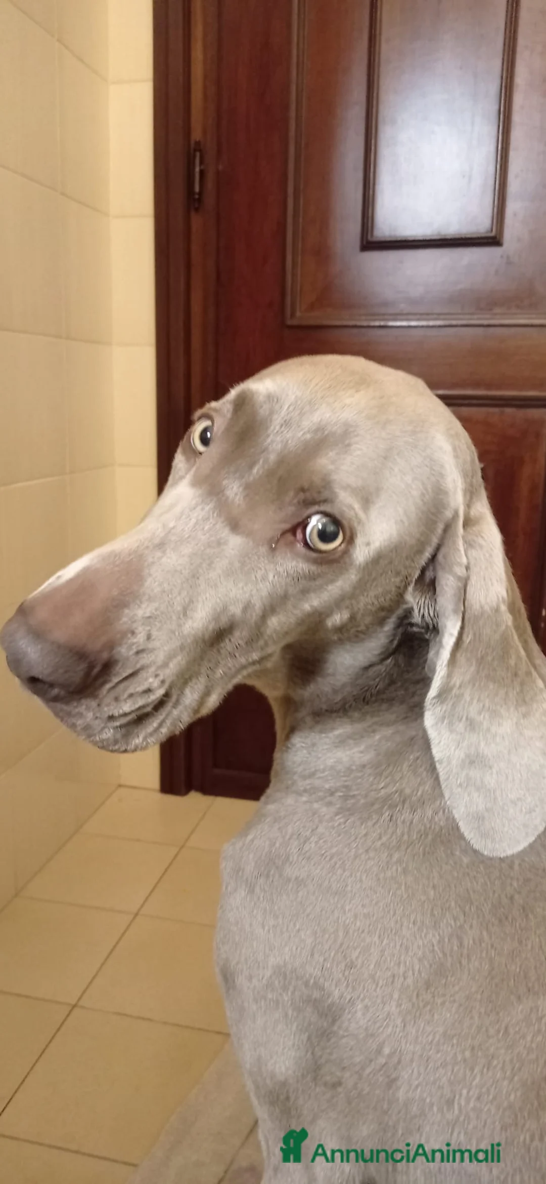 Weimaraner cani in vendita: Cuccioli Weimaraner  - Annuncio 1