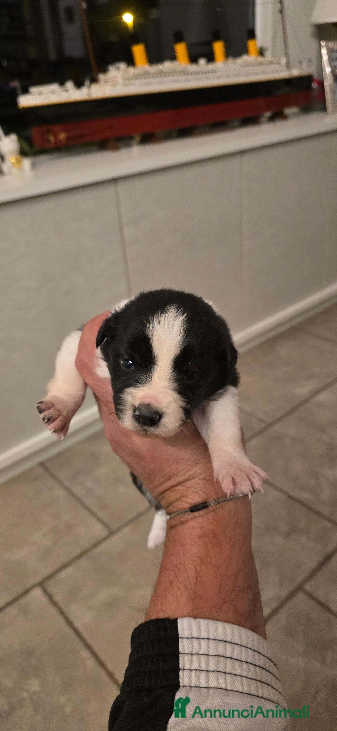 Border Collie cani in vendita: Cuccioli di border collie  - Annuncio 8