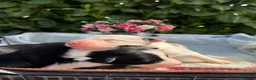 Border Collie cani in vendita: Border collie  - Annuncio 9
