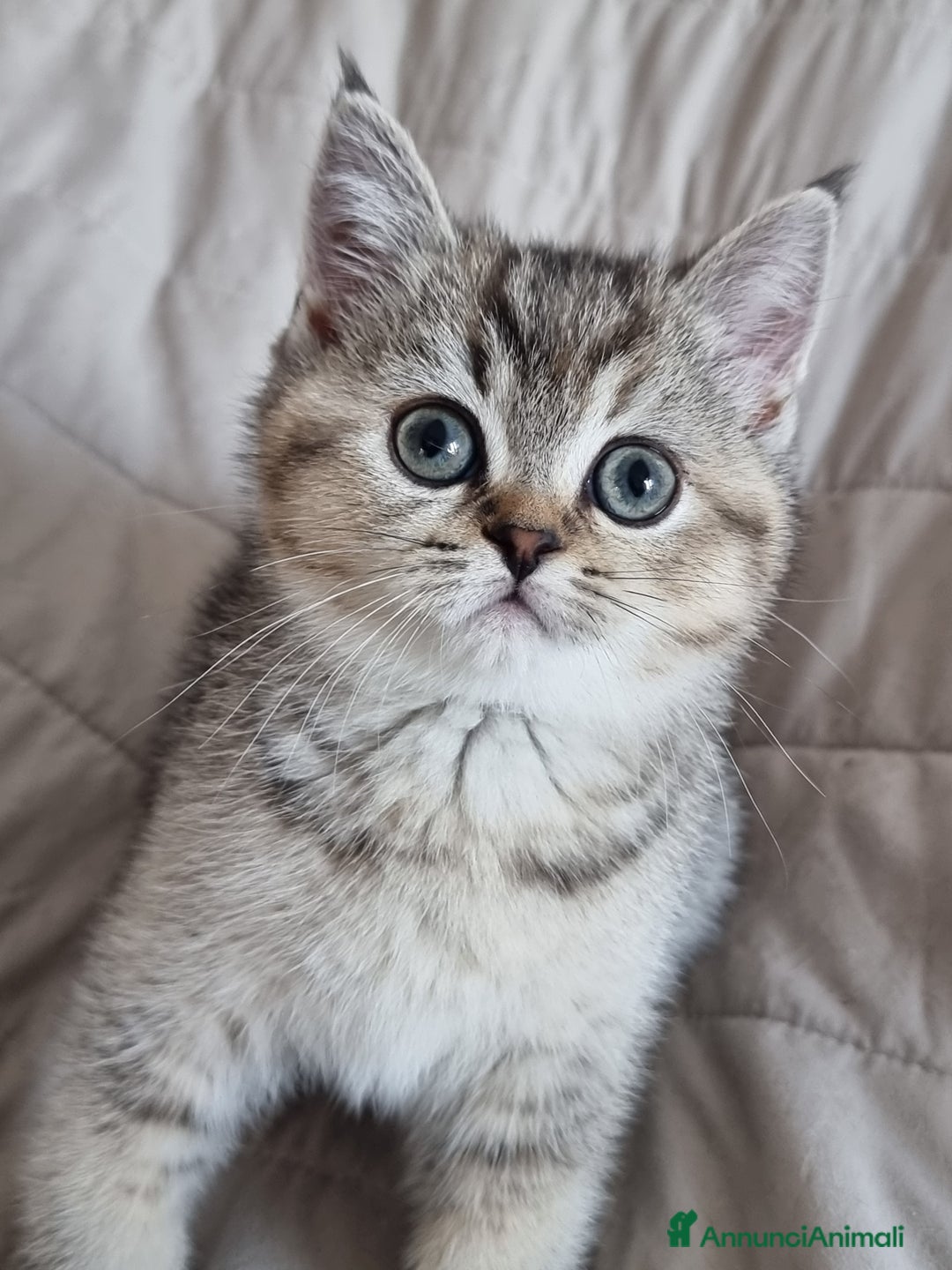 Scottish gatti in vendita: Scottish Straight  - Annuncio 2