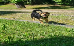 Meticcio cani in regalo: ACHILLE, 6 ANNI, TG PICCOLA, 9.5 KG. a Provincia di Bergamo - Immagine 1