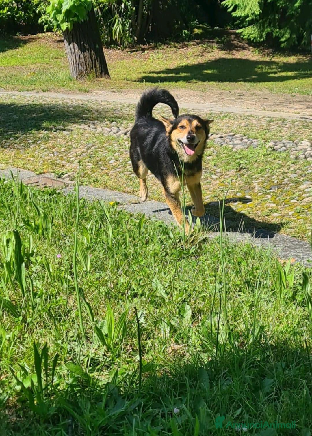 Meticcio cani in regalo: ACHILLE, 6 ANNI, TG PICCOLA, 9.5 KG. a Provincia di Bergamo - Immagine 1