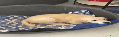 Golden Retriever 2