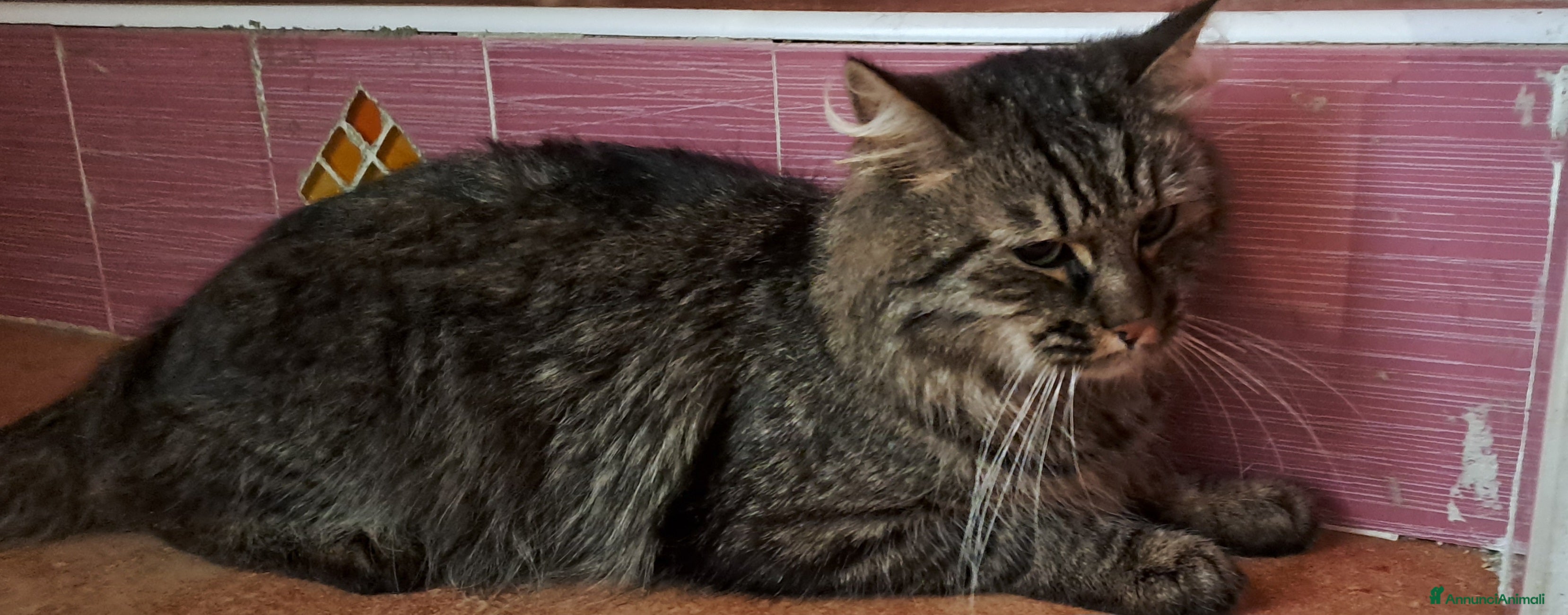 Norvegese gatti Gatto norvegese  - Annuncio 4