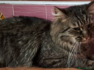 Norvegese gatti Gatto norvegese - Annuncio 3