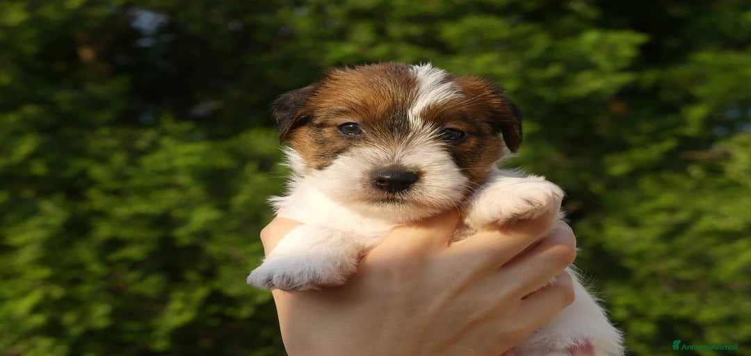 Immagine della galleria {{count}}