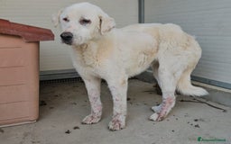 Meticcio cani in regalo: Consuelo: adozione del cuore o stallo  a Città Metropolitana di Genova - Immagine 2