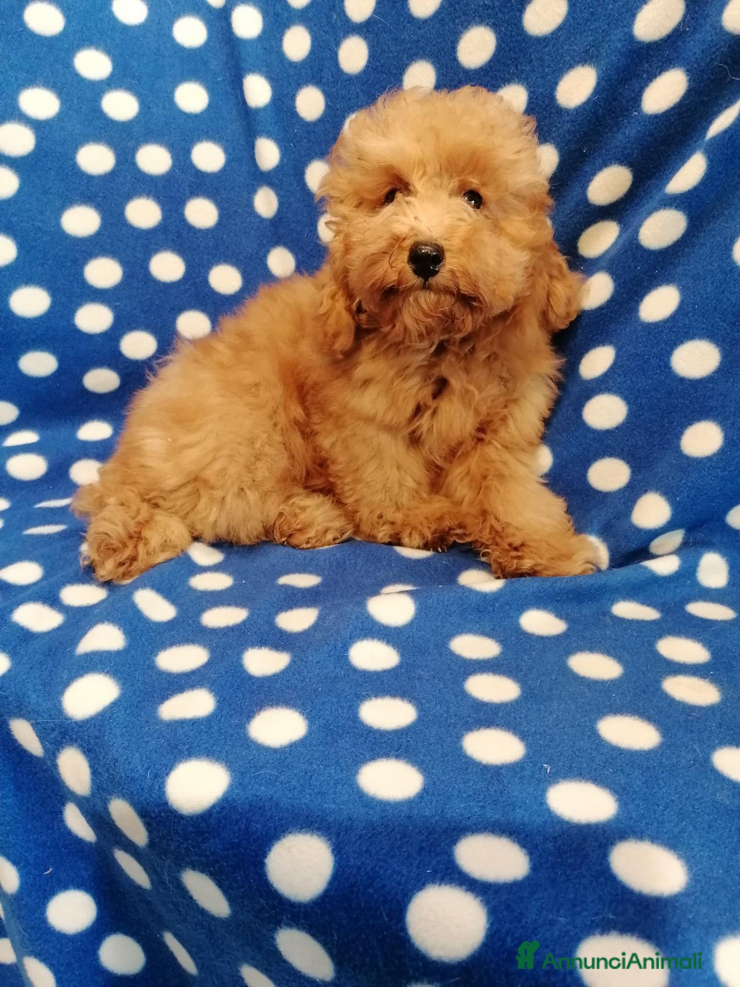Barboncino Toy cani Barbonicini Toy cuccioli - Annuncio 15