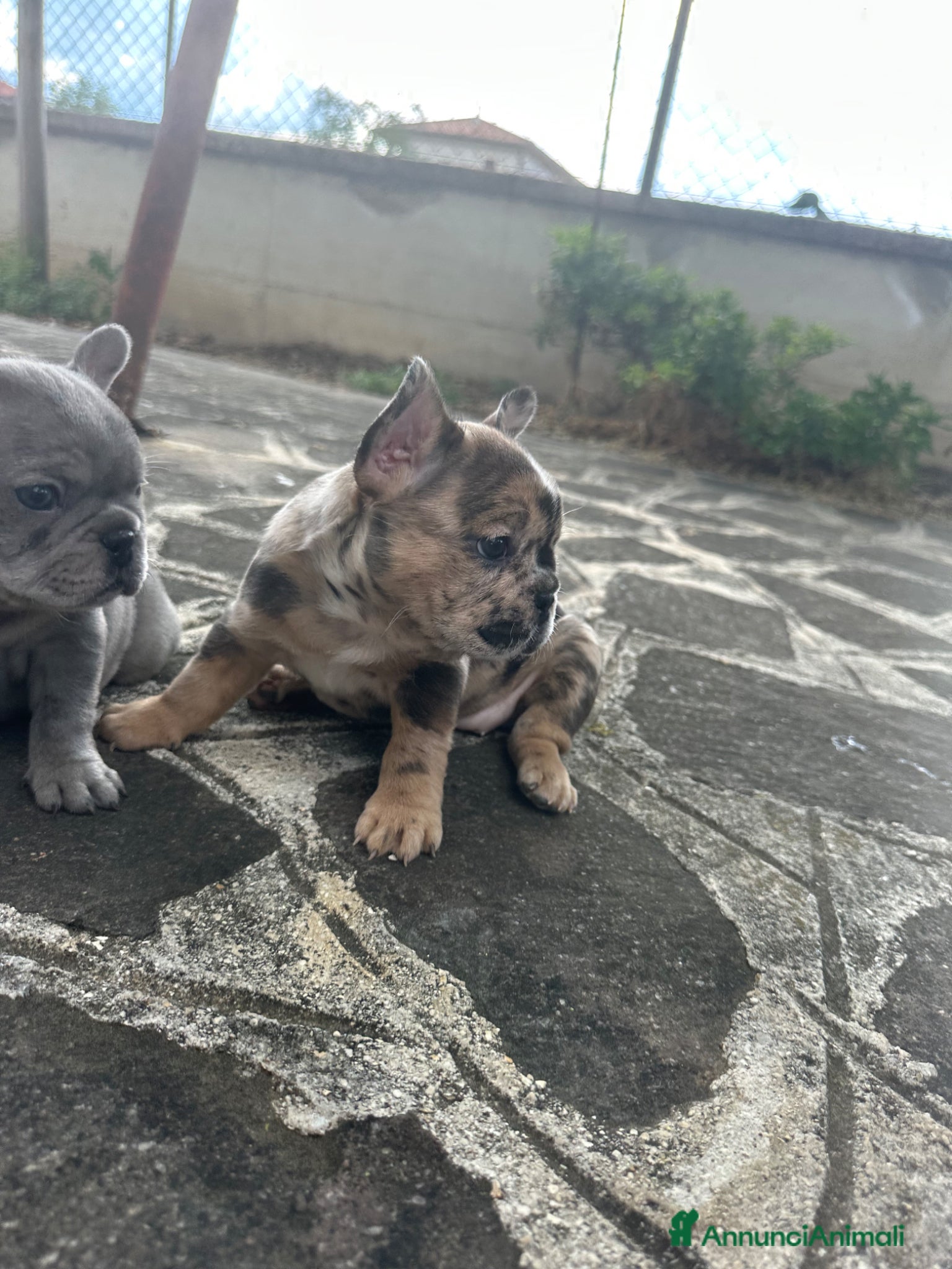 Bulldog Francese cani in vendita: bulldog francese blue occhi celesti, merlè, 2 nere - Annuncio 8
