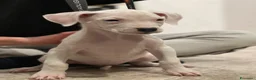 Dogo Argentino cani in vendita: CUCCIOLI DI DOGO ARGENTINO - Annuncio 6