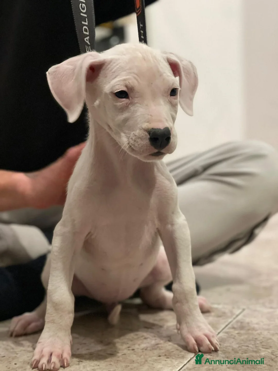 Dogo Argentino cani in vendita: CUCCIOLI DI DOGO ARGENTINO - Annuncio 6
