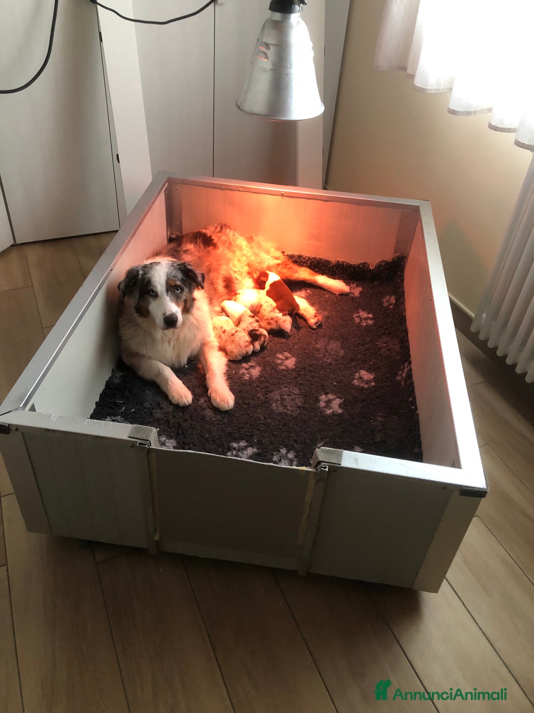 Australian Shepherd cani in vendita: Cuccioli di  AUSSIE nati il 31/12/2025 – PEDIGREE  - Annuncio 1