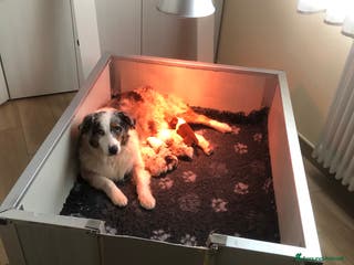 Australian Shepherd cani Cuccioli di AUSSIE nati il 31/12/2025 – PEDIGREE - Annuncio 1