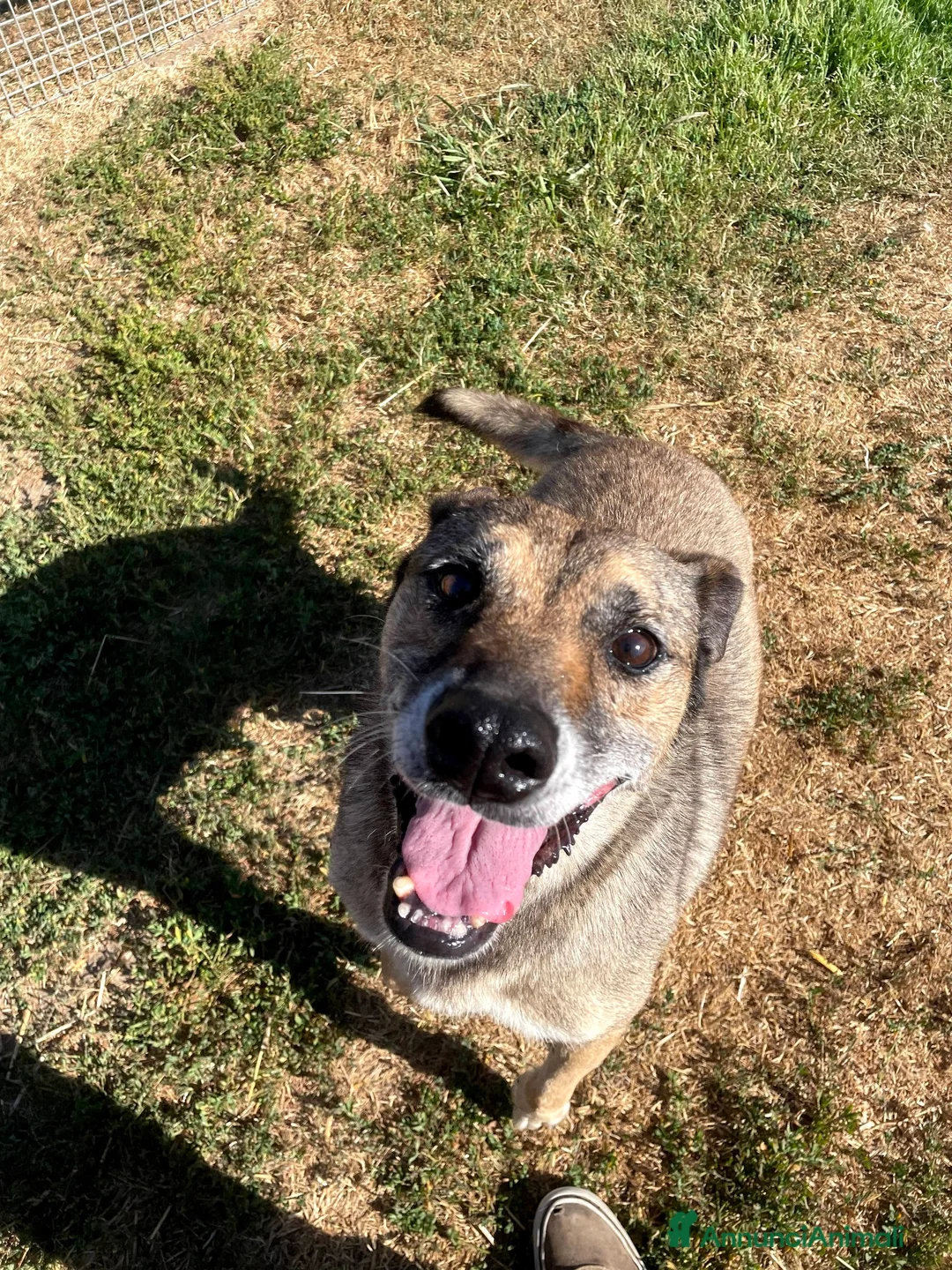 Meticcio cani in regalo: FRANZ, regaliamogli un futuro - Annuncio 15