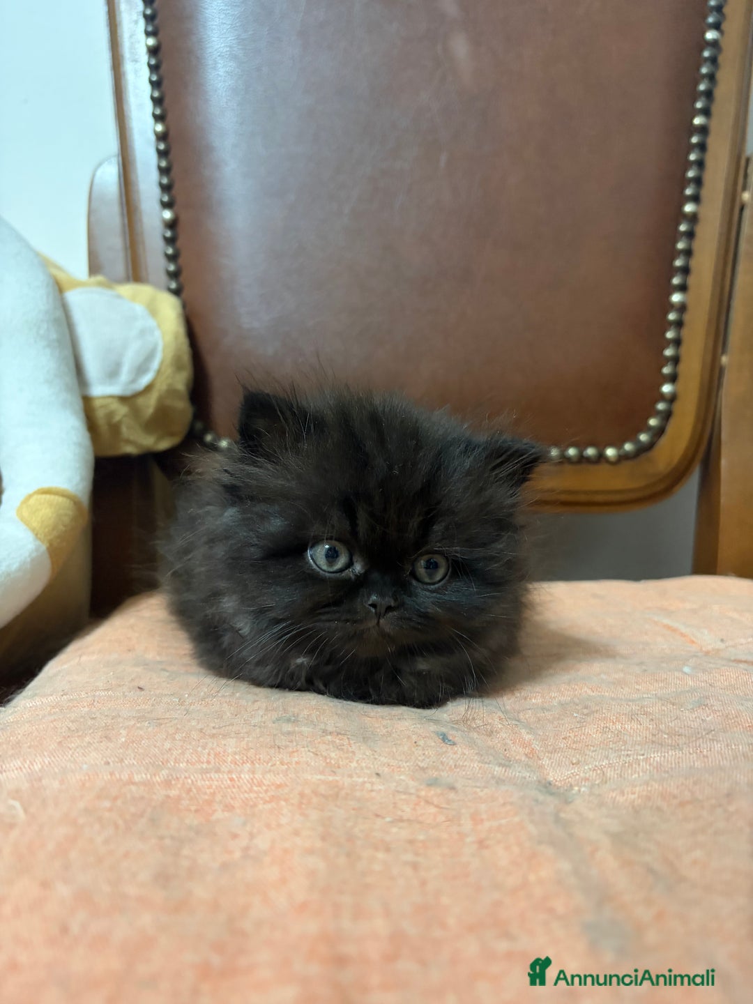 Scottish gatti in vendita: Gattini Scottish fold/straight - Annuncio 3