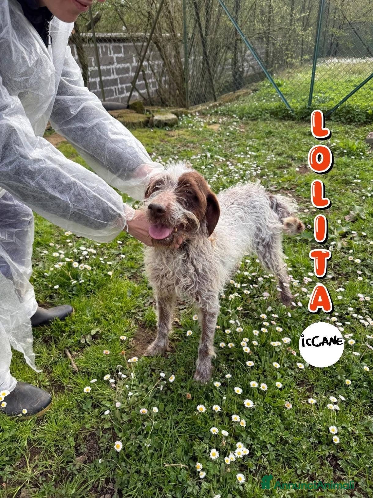 Meticcio cani Lolita - Annuncio 3