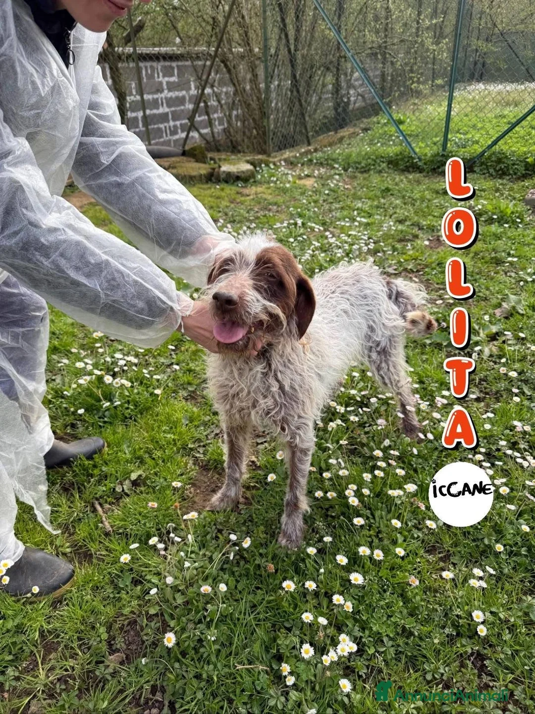 Meticcio cani in regalo: Lolita a Provincia di Viterbo - Annuncio 1