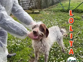 Meticcio cani Lolita - Annuncio 3