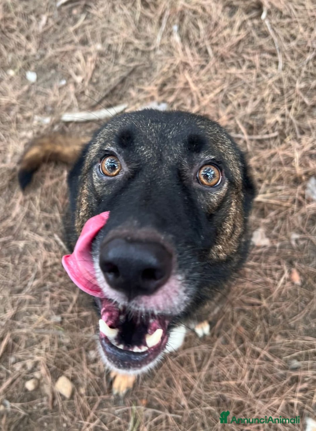 Pastore del Caucaso cani in regalo: Splendida simil Pastore del Caucaso - CARRIE - Annuncio 12