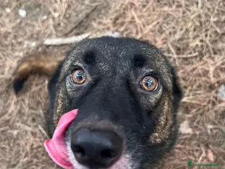 Pastore del Caucaso cani Splendida simil Pastore del Caucaso - CARRIE - Annuncio 2