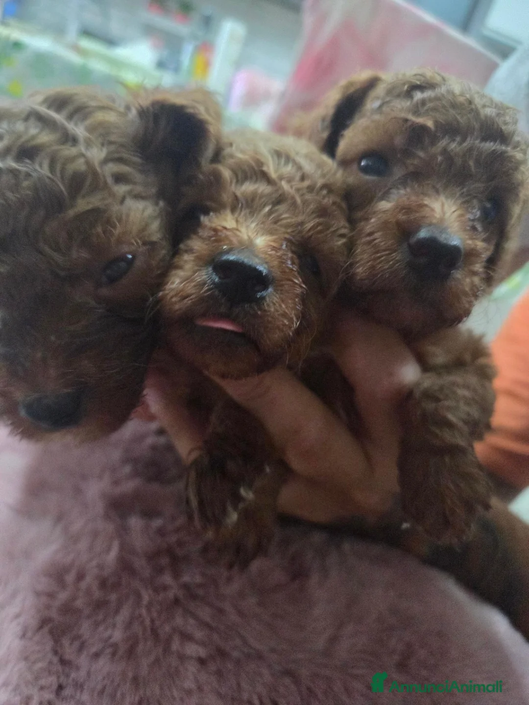 Barboncino cani in vendita: Barboncini red e albicocca - Annuncio 4