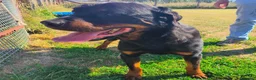 Rottweiler cani in regalo: ADAMO, splendido Rottweiler - Annuncio 9