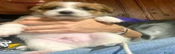 Jack Russell cani in vendita: Cucciolo maschio JACK RUSSELL TERRIER pelo ruvido - Annuncio 6