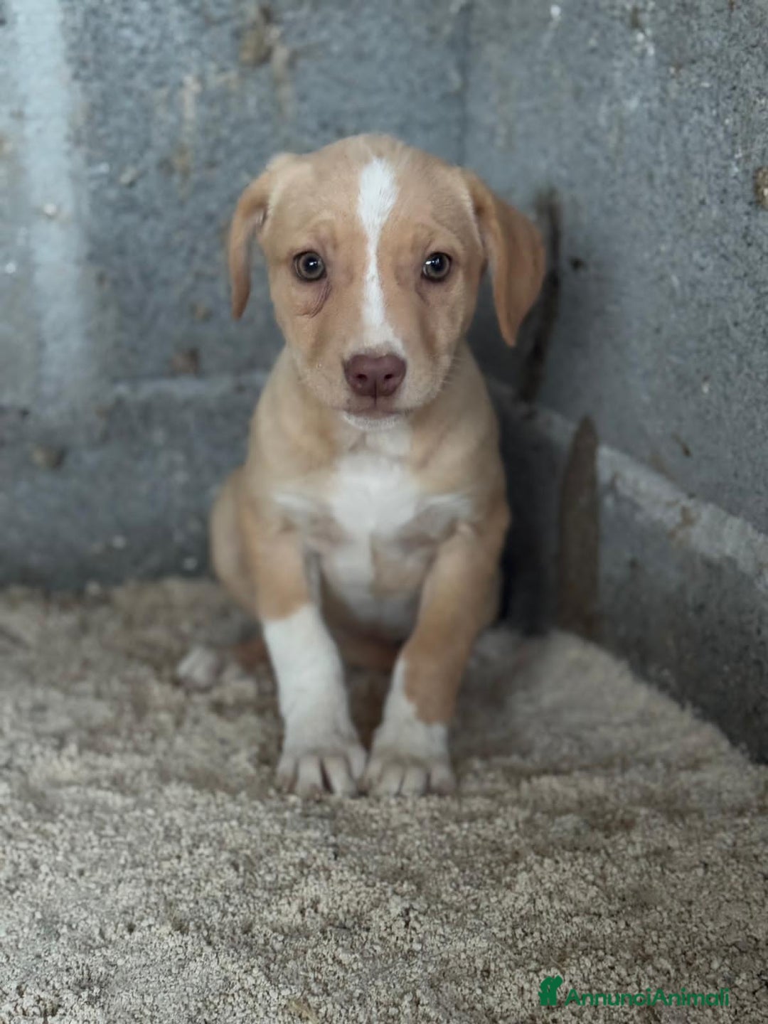 Altre razze cani in regalo: MARVEL, MODESTO, MURDOK,MAYA,MOIRA, MARLENE E MUSO - Annuncio 5