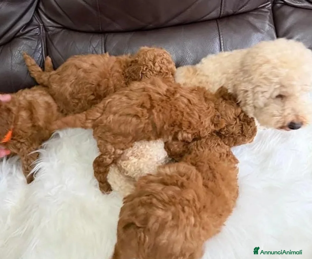 Barboncino cani in regalo: Barboncino maschio e femmina - Annuncio 5