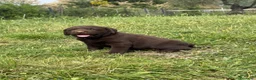 Labrador cani in vendita: Cuccioli Labrador  - Annuncio 1