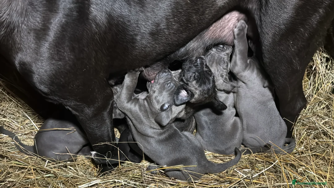 Cane Corso cani in vendita: Cuccioli di Corso grigi e neri (Montiglio AT) - Annuncio 7