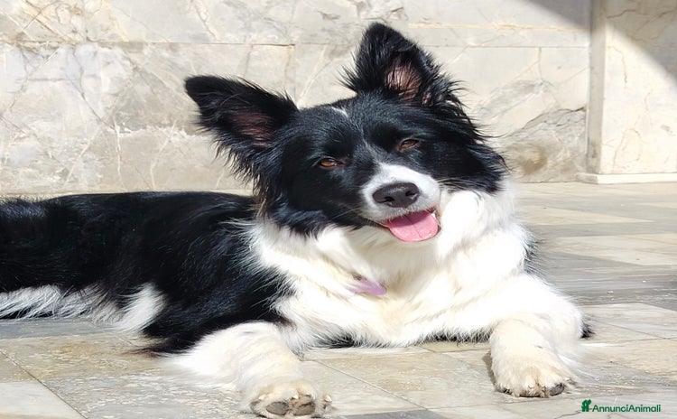 Border Collie cani a Province of Lucca - Annuncio 4