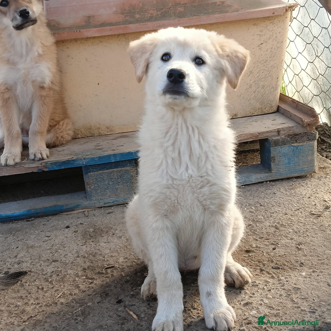 Meticcio cani in regalo: Una famiglia per la dolce Keila  - Annuncio 10