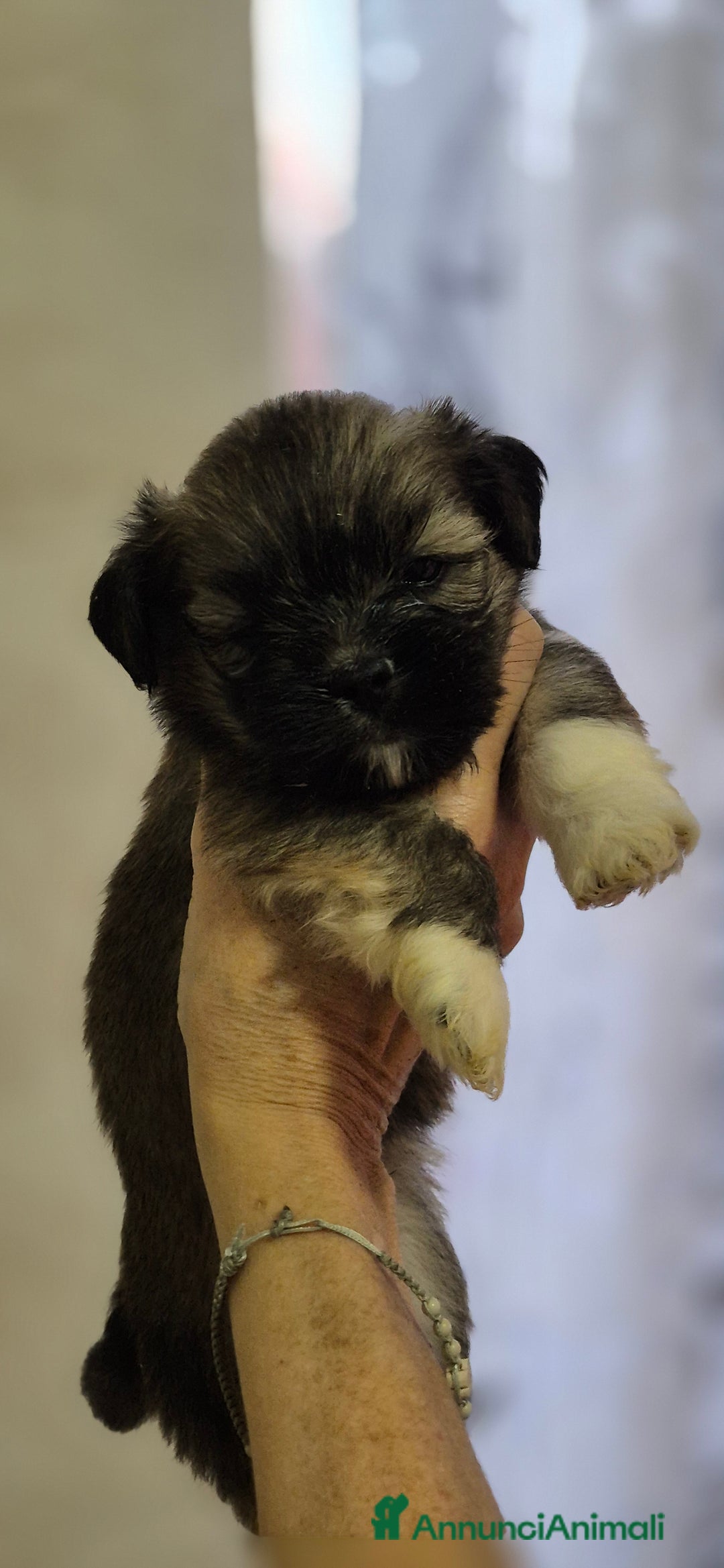 Lhasa Apso cani in vendita: Bellissimi cuccioli di Lhasa Apso - Annuncio 7
