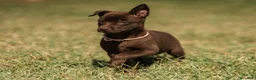 Australian Kelpie cani in vendita: Cuccioli Australian Kelpie  a Provincia di Siena - Annuncio 10