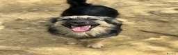 Meticcio cani in regalo: BOUNTY, cucciolo TG PICCOLA tanto coccolone! - Annuncio 6
