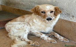 Meticcio cani in regalo: Dora, mix setter / breton tg medio-piccola 2 anni a Città Metropolitana di Venezia - Immagine 1